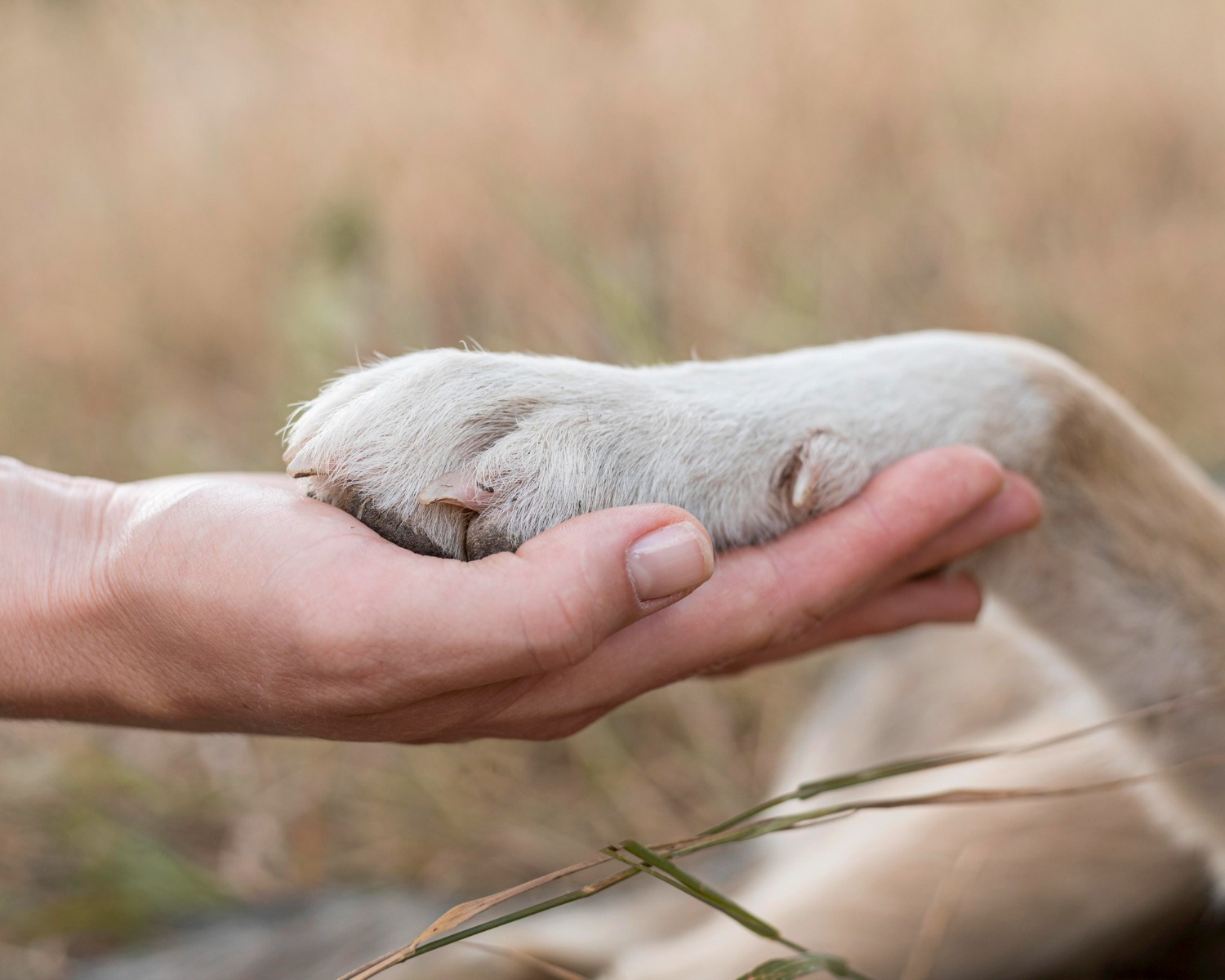 Cómo Enfrentar el Duelo por la Pérdida de una Mascota: Un Camino de Amor y Sanación